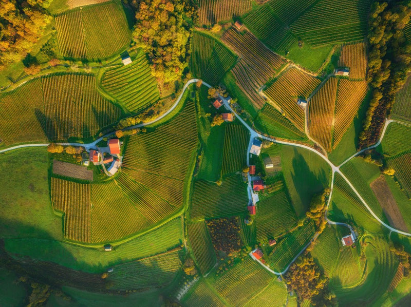 Vineyards from above