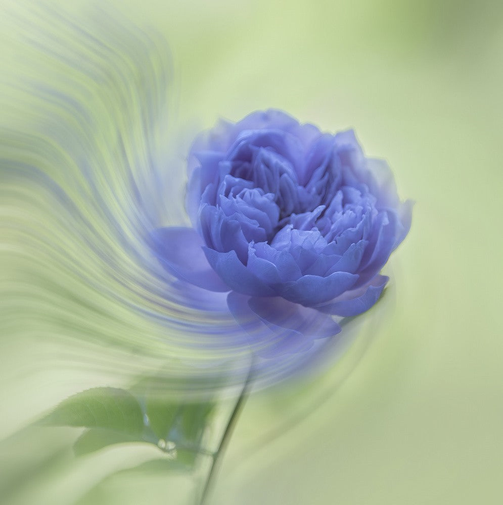 blue rose