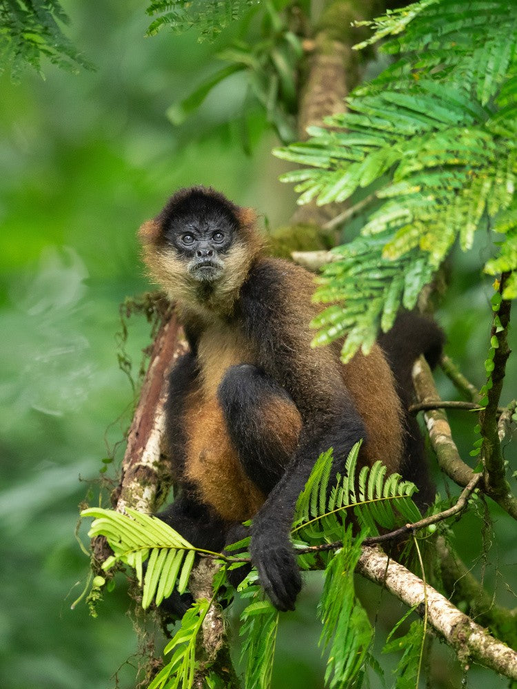 Geoffroy's spider monkey