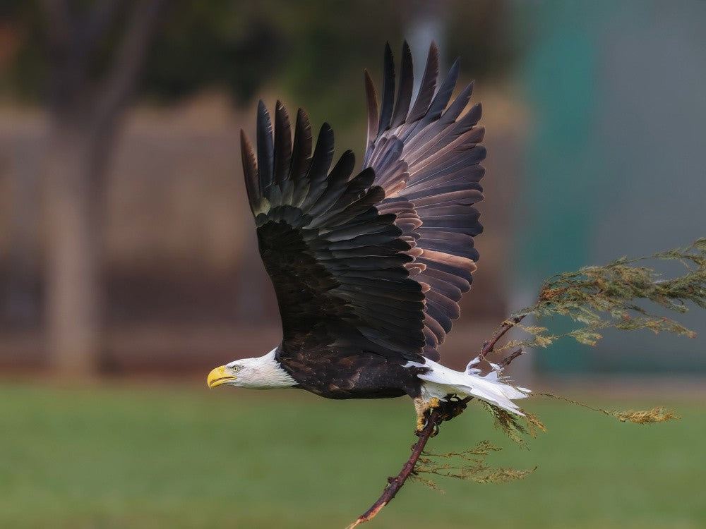 bald eagle