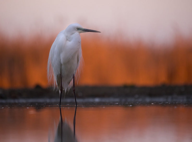 Great White Egret at Sunrise