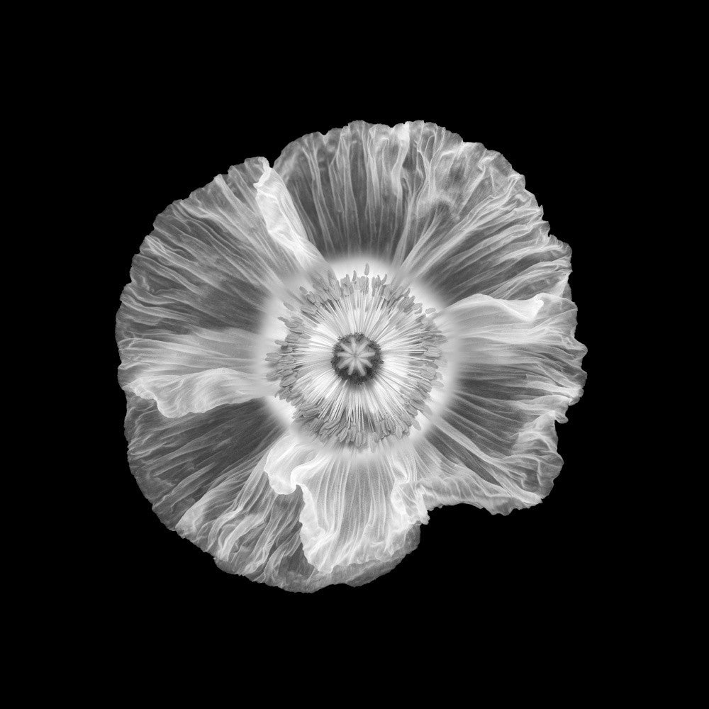 Poppy