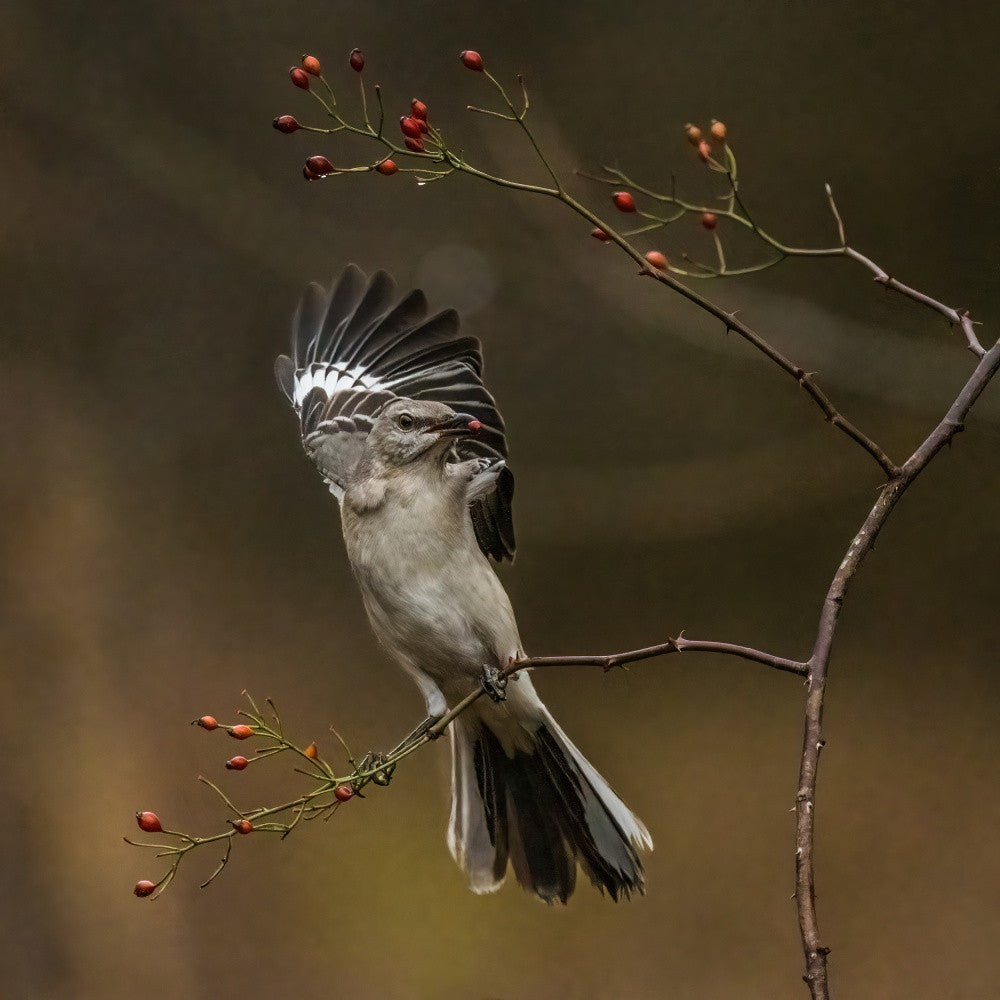 Vogel - Nördliche Spottdrossel
