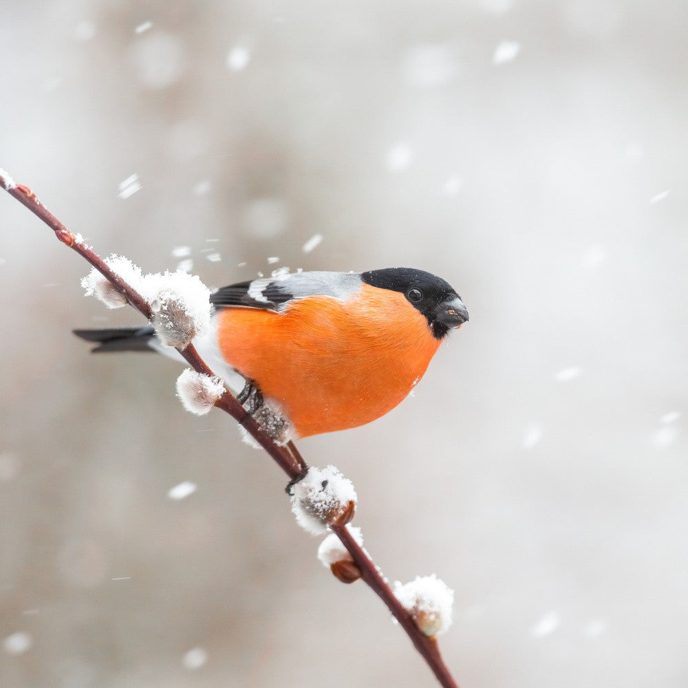 Bullfinch in a snowstorm.
