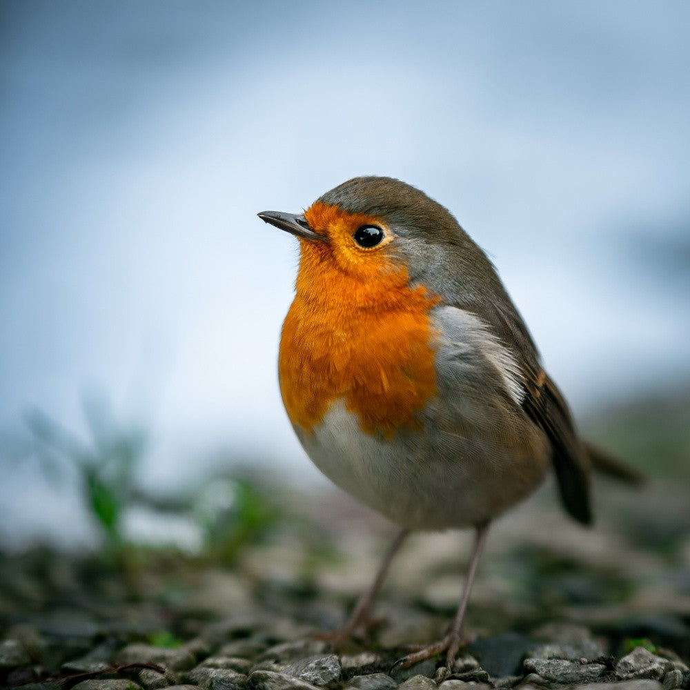 Rocky Robin