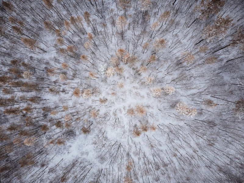 The forest
