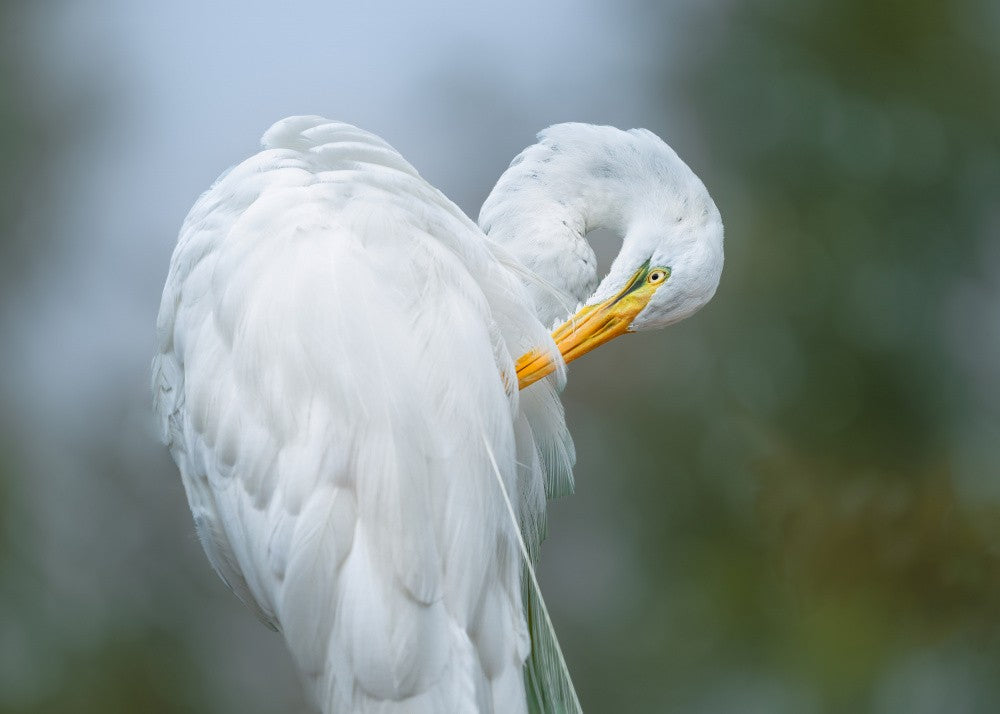 The White Beauty