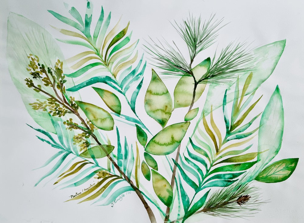 Plantum Argentum