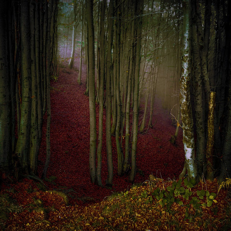 Autumn Nostalgia