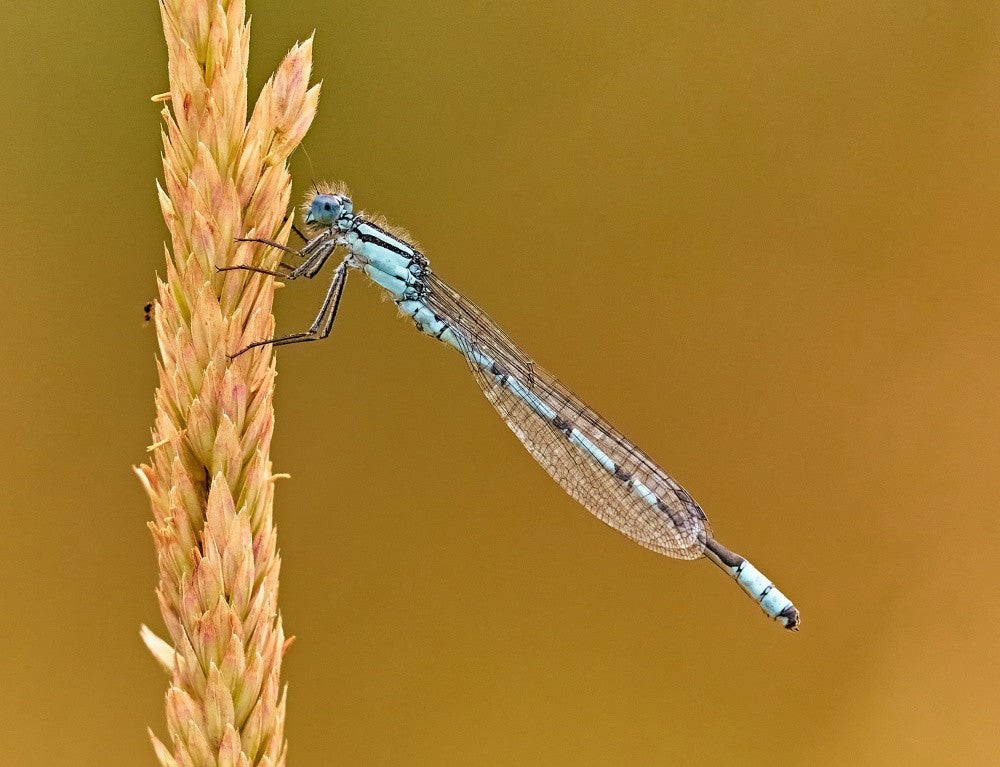 Damsel
