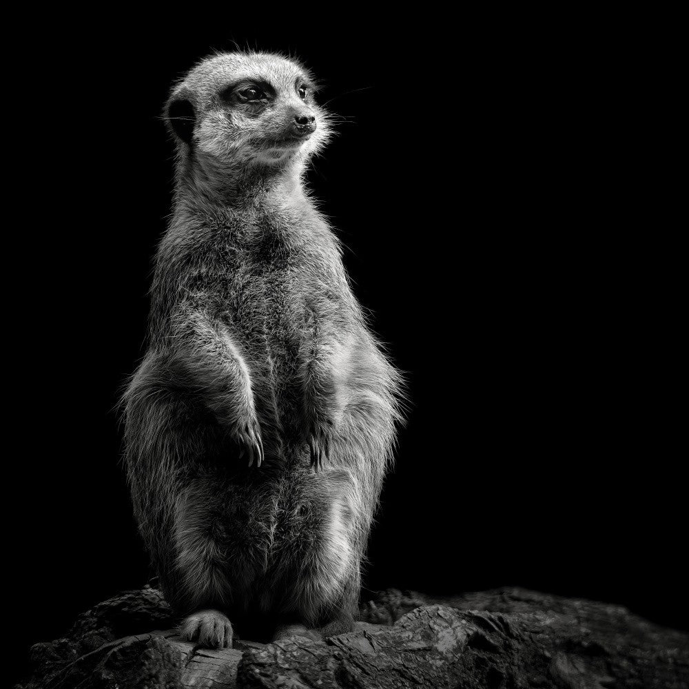Suricate