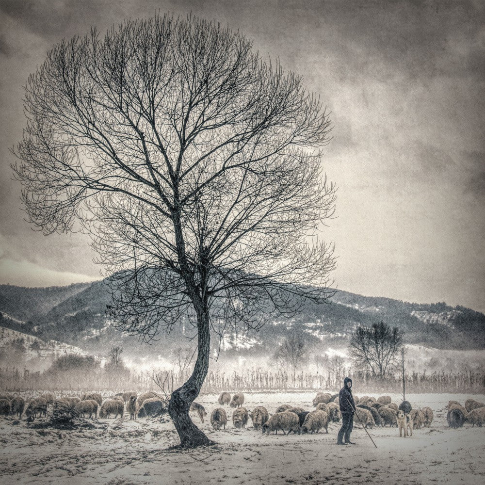 winter grazing