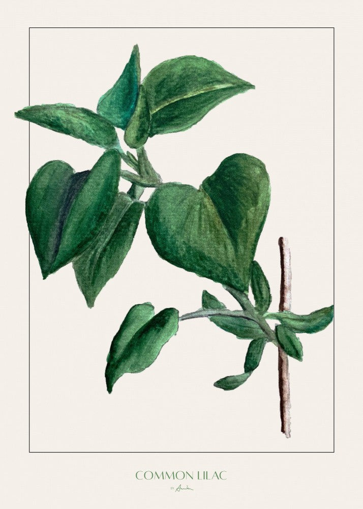 Gewöhnlicher Flieder
