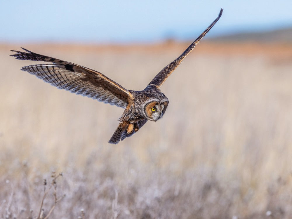 Long-eared owl