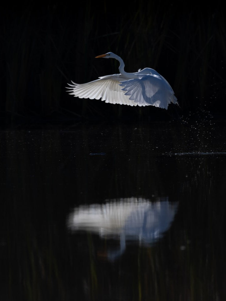 Snow Egret