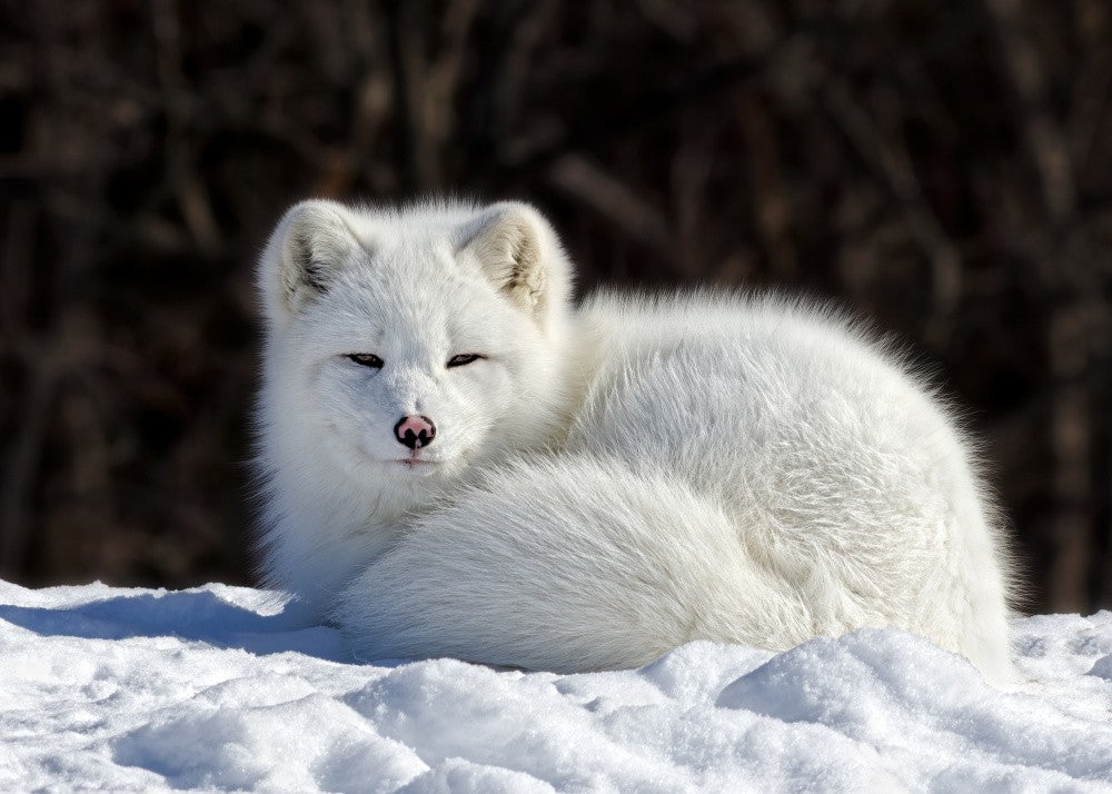 Arctic Fox