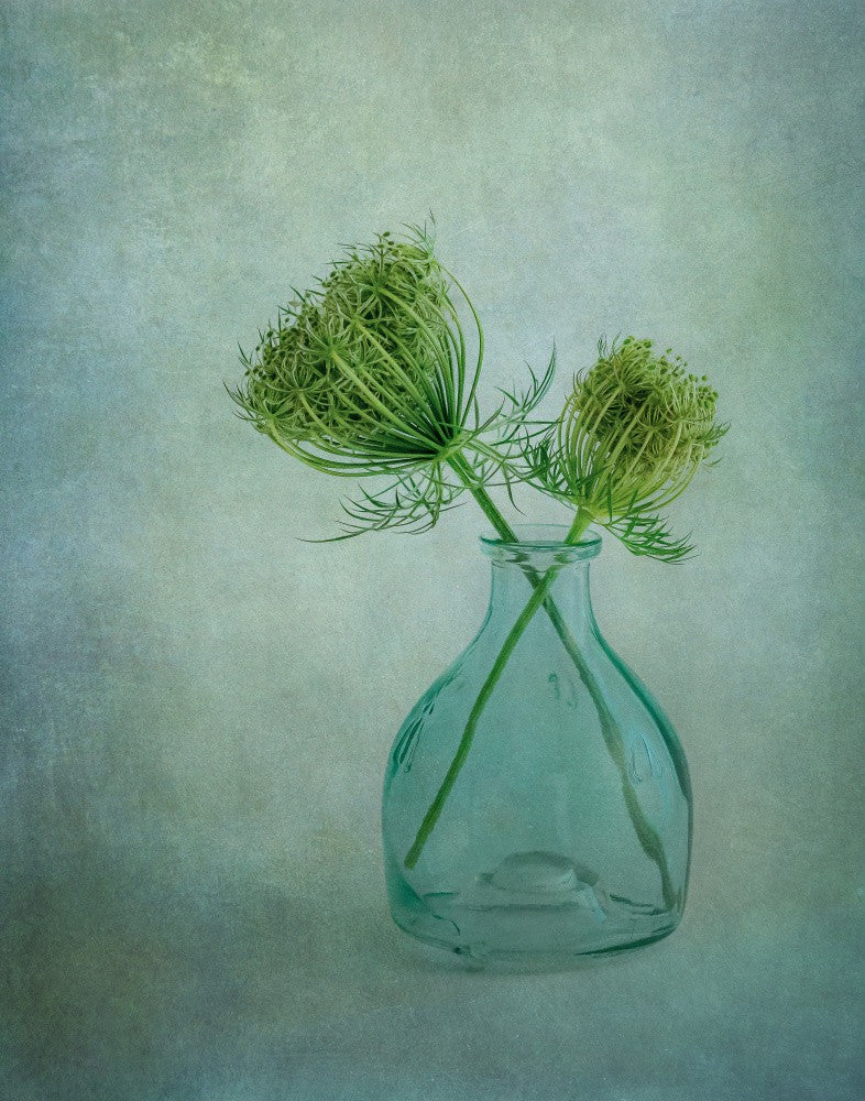 Queen Anne's Lace 2