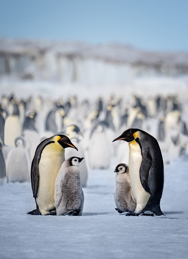 Two Families