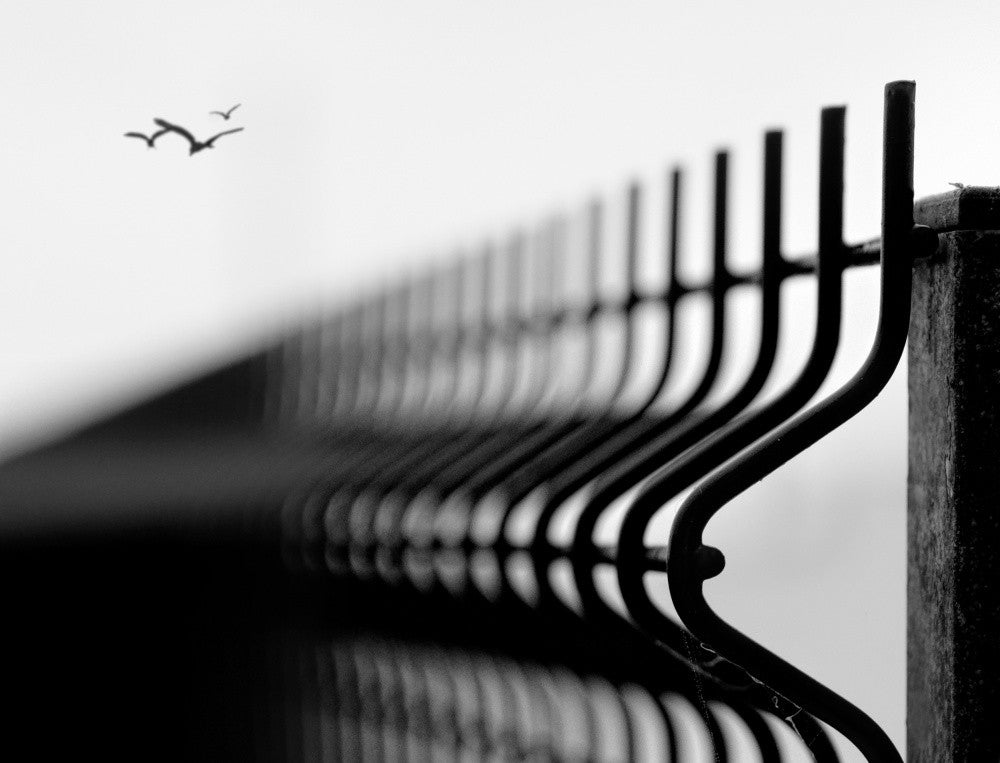 Freedom