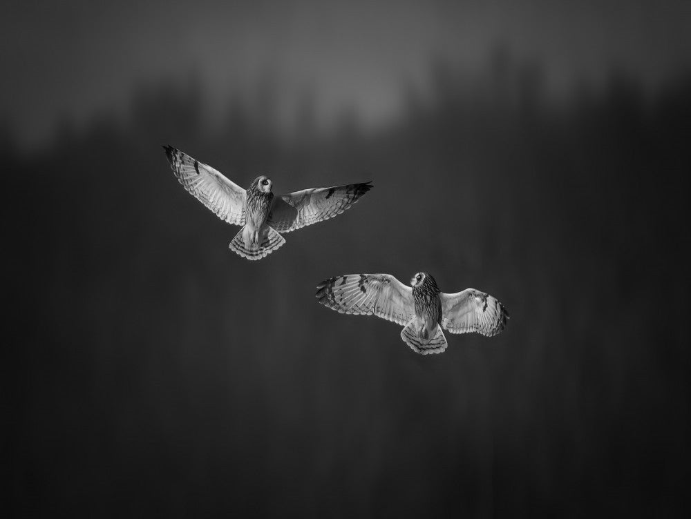 Short-Eared-Owl Play