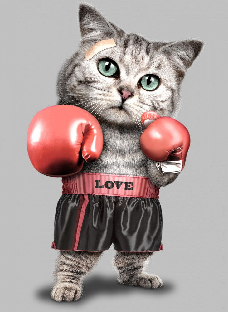 boxing cat