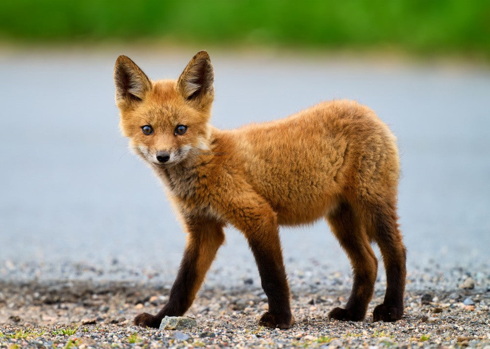 Red Fox