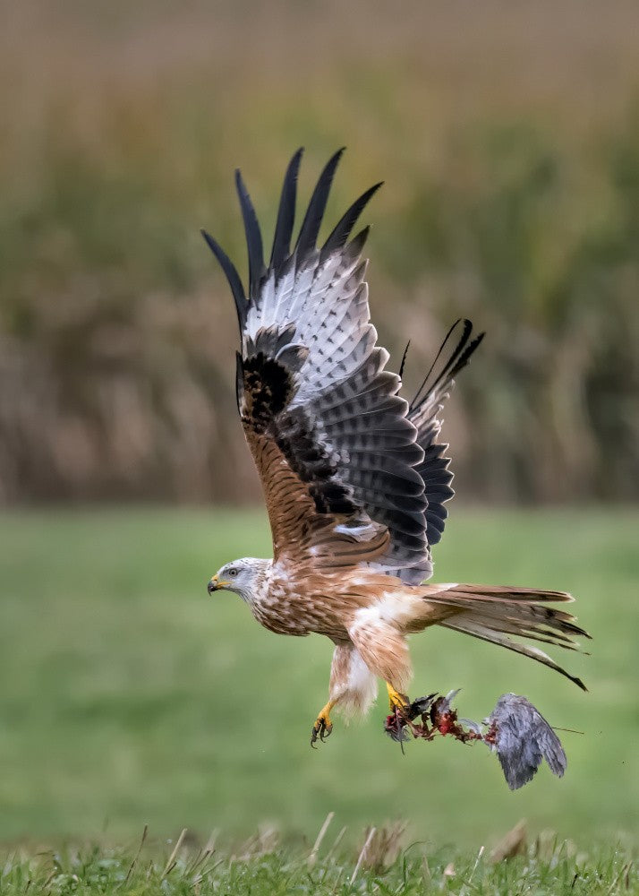 Red kite
