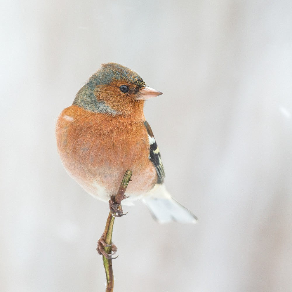 Buchfink im Winter.