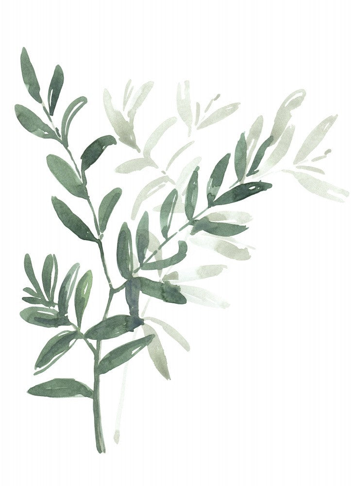 Branche de laurier à l'aquarelle