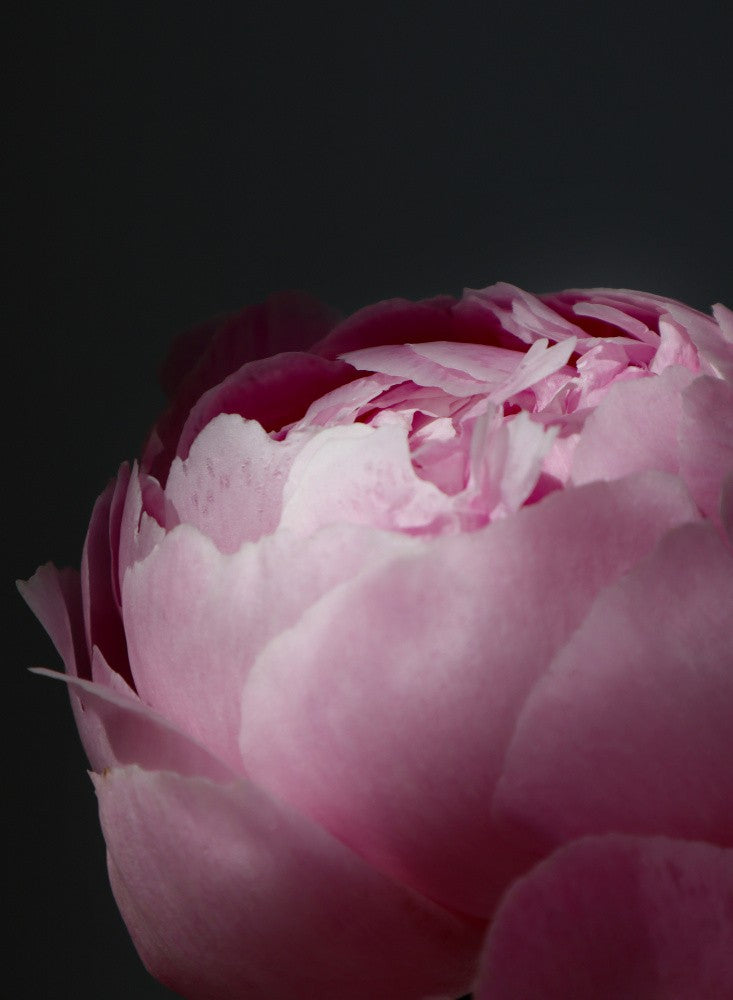 Stimmungsvolle rosa Pfingstrose II