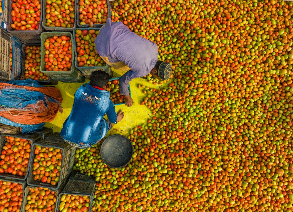 Harvesting tomato
