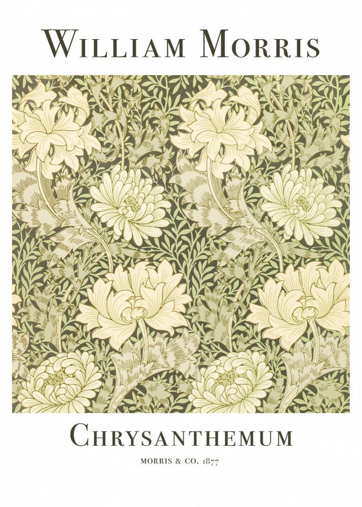 Chrysanthemum