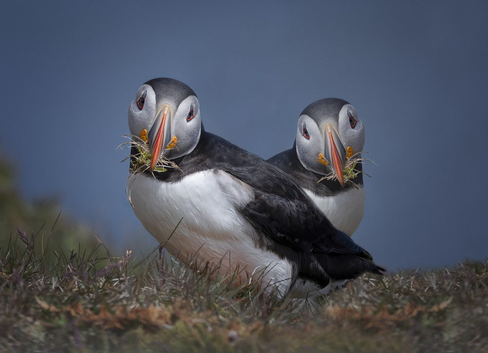 The Nest Builders