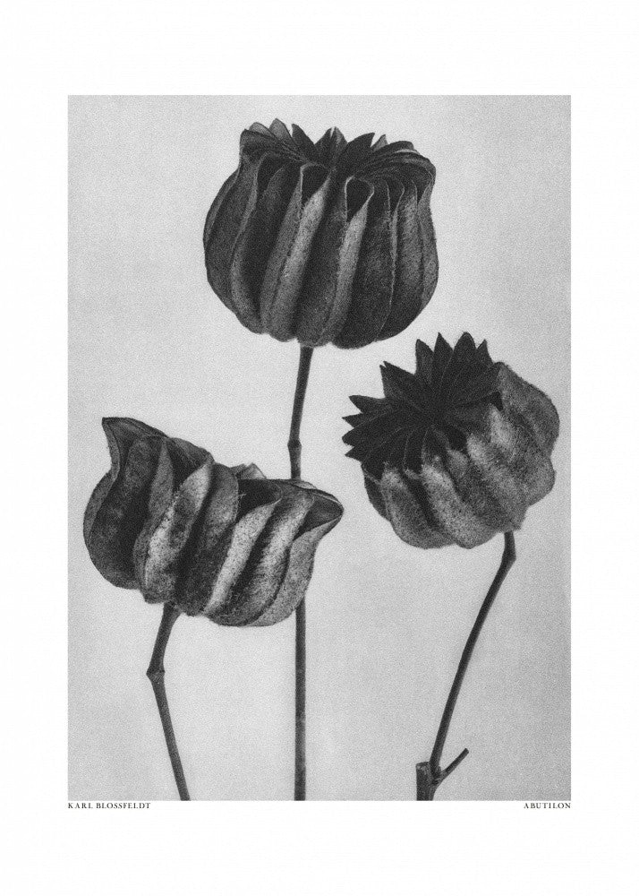 Abutilon (Lime Mallow