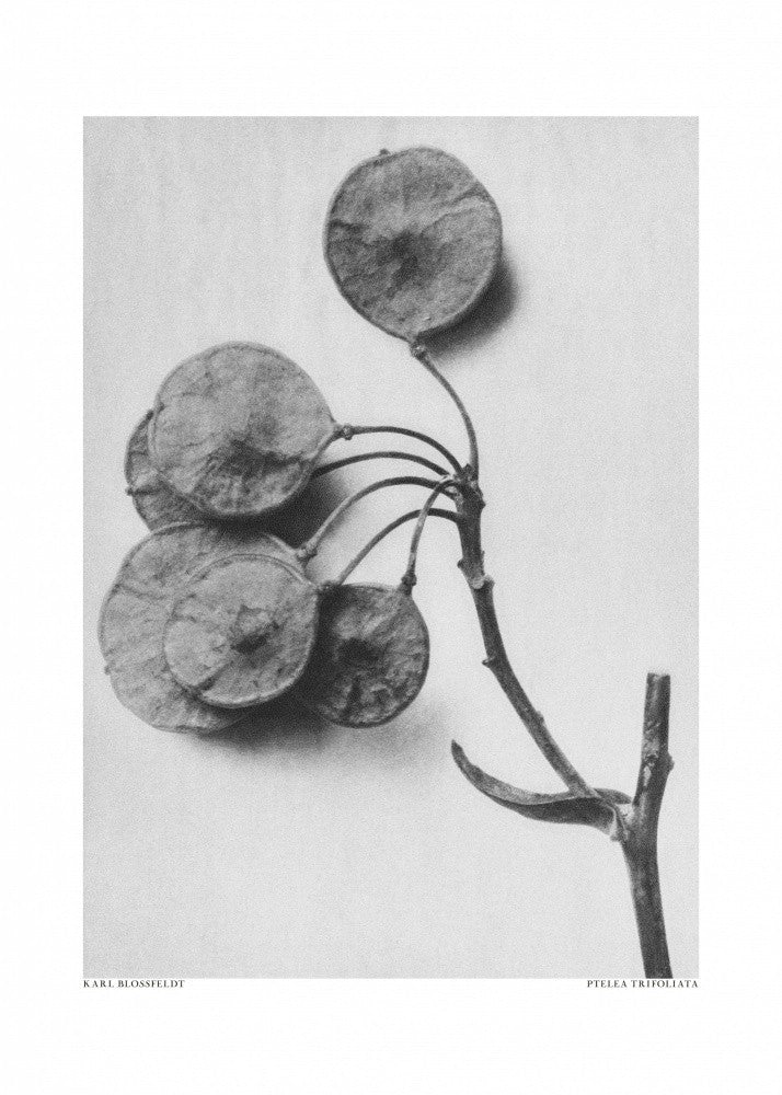 Ptelea Trifoliata