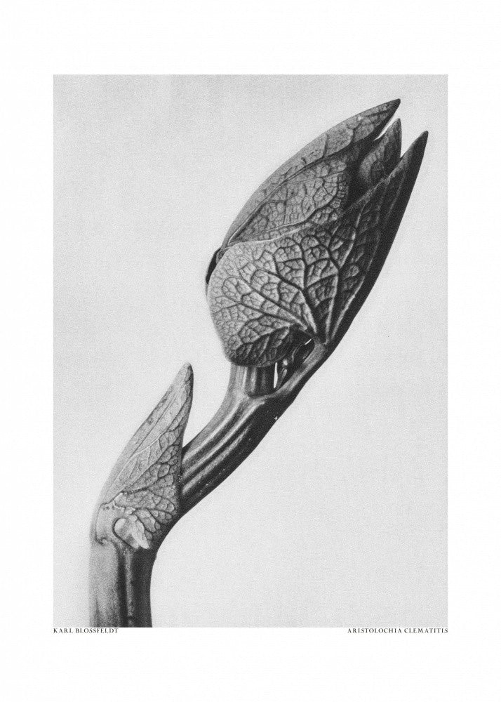 Aristolochia clematitis