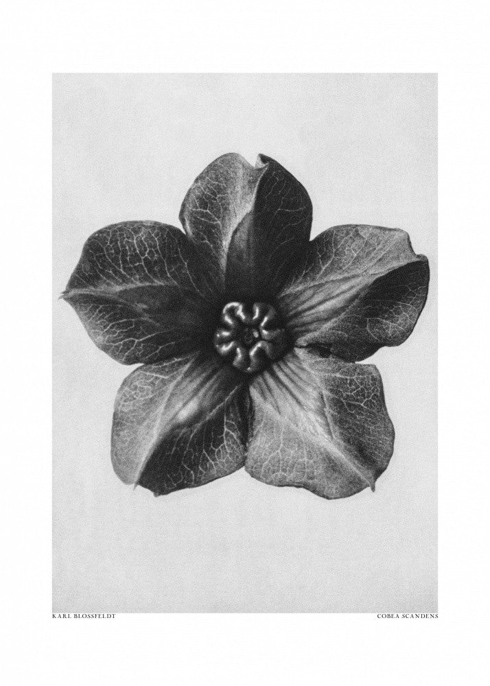 Cobaea Scandens
