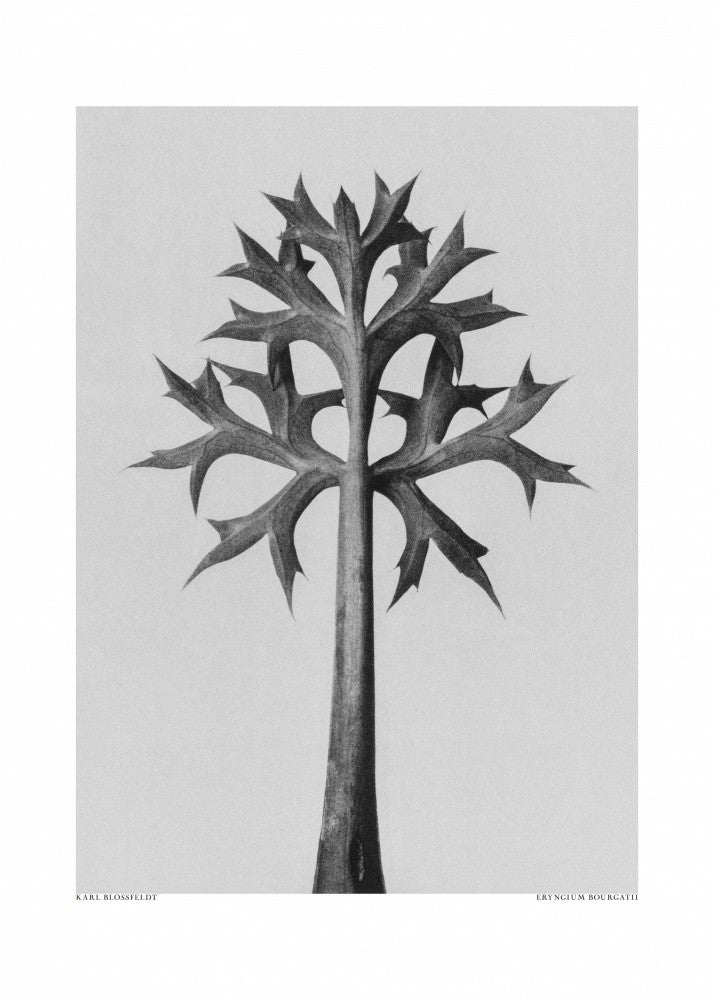 Eryngium Bourgatii