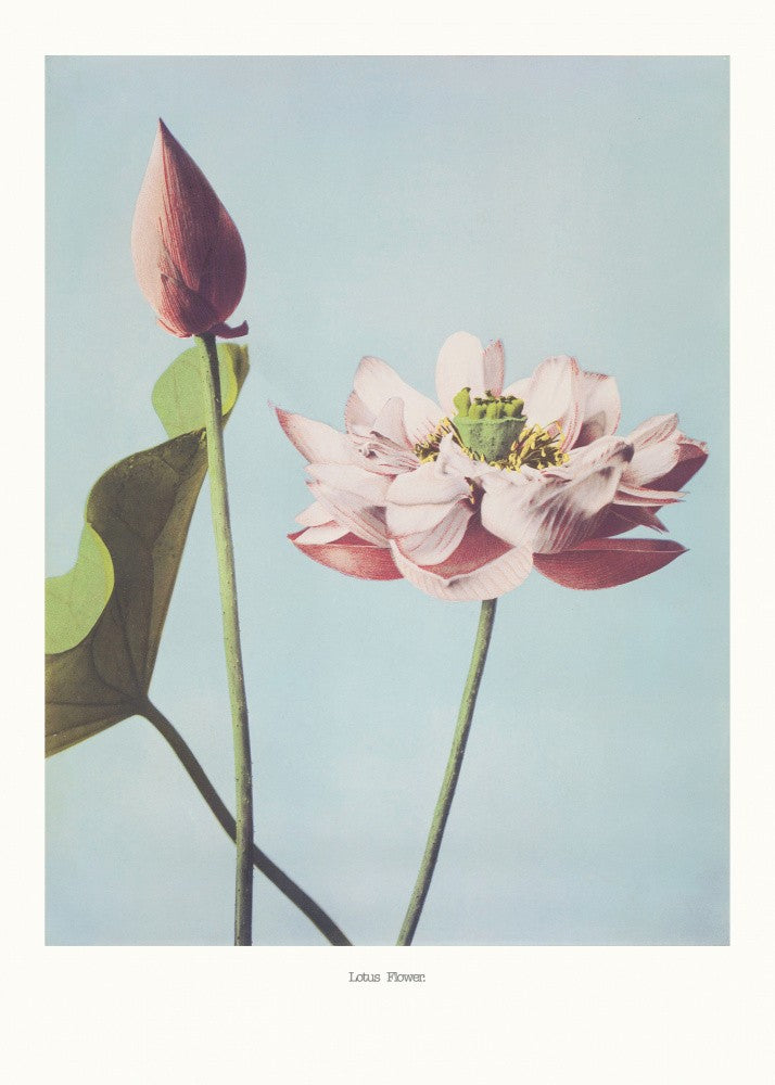  Lotus Flowers
