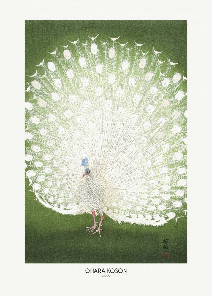 Peacock - Cropped