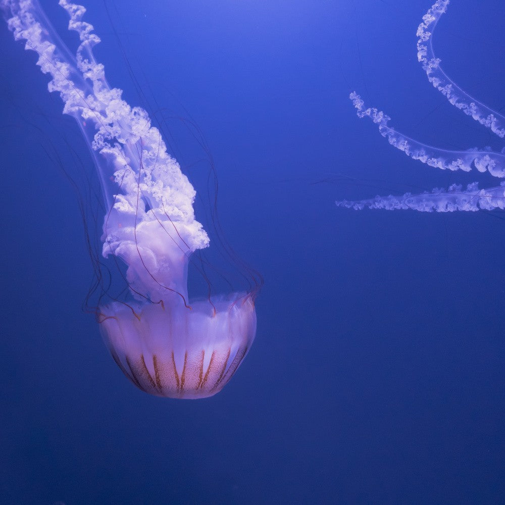 Deep sea wonders
