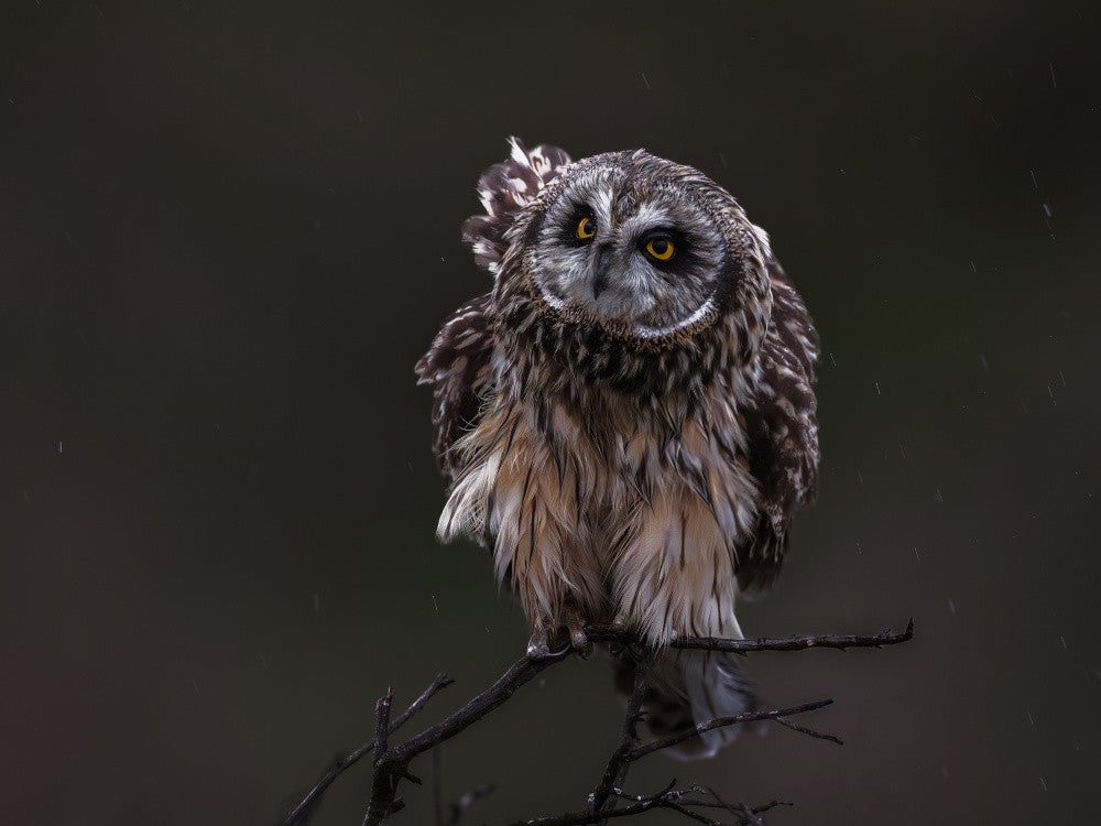 short-eared owl