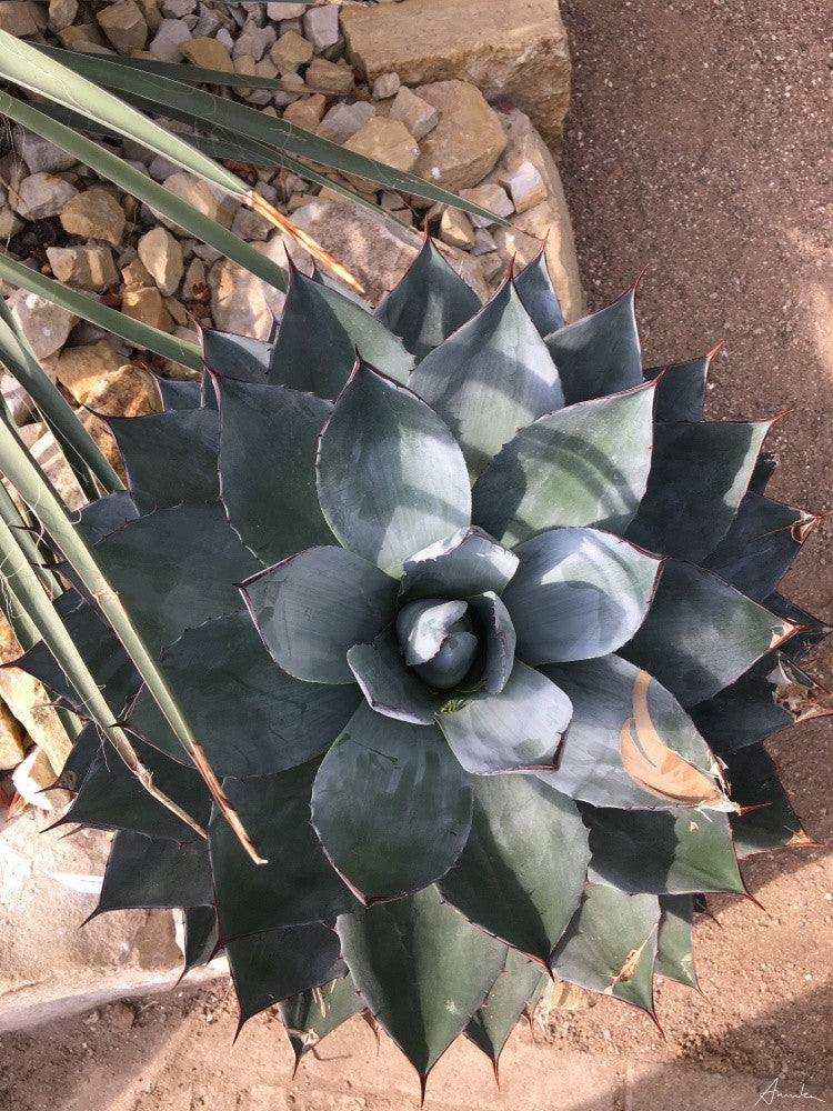 Tropica