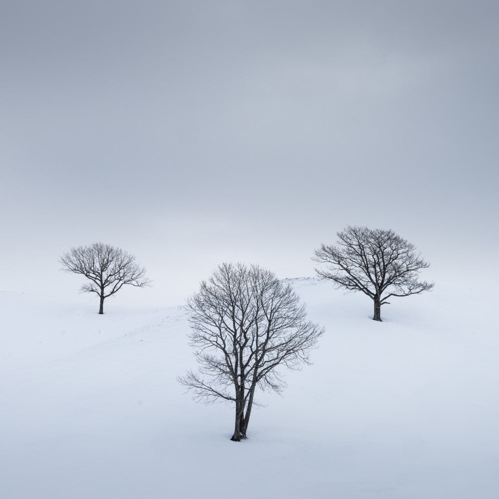 We Three Kings