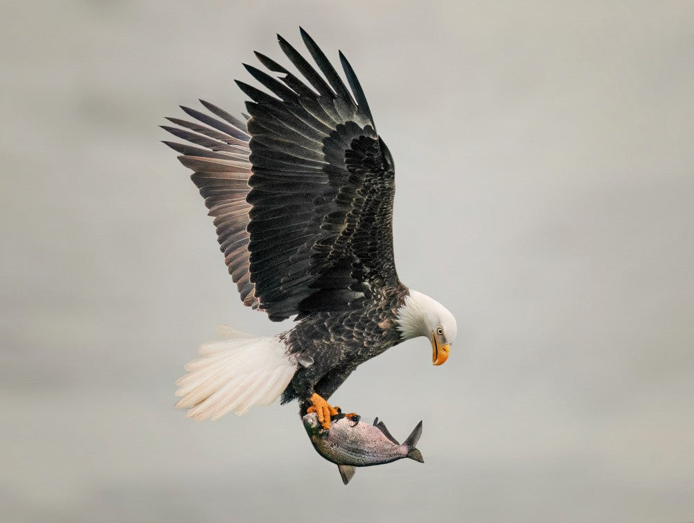 Catch fish