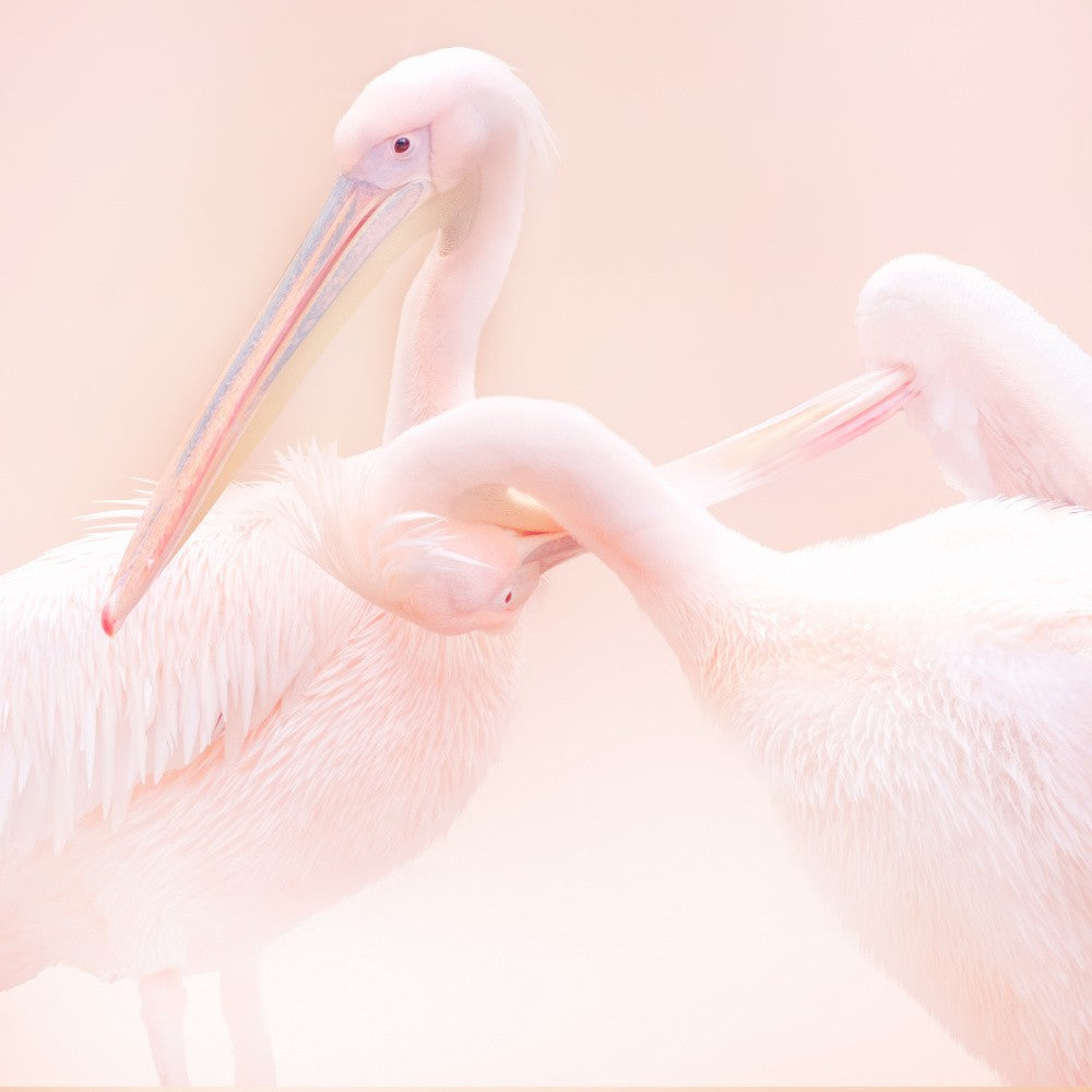 Pelican