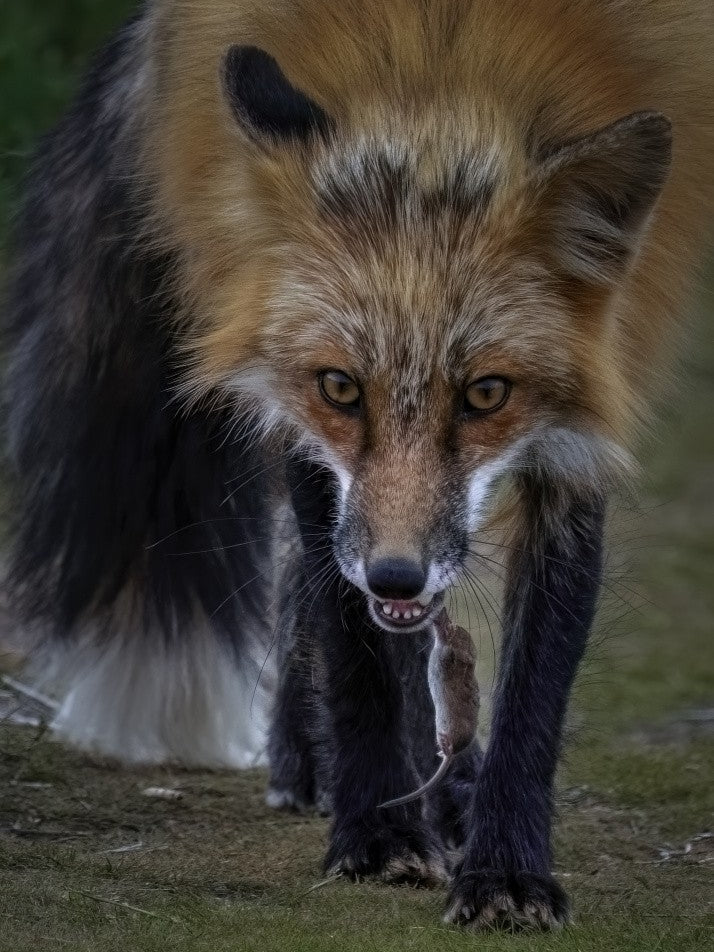 Fox Playing With Mouse - II