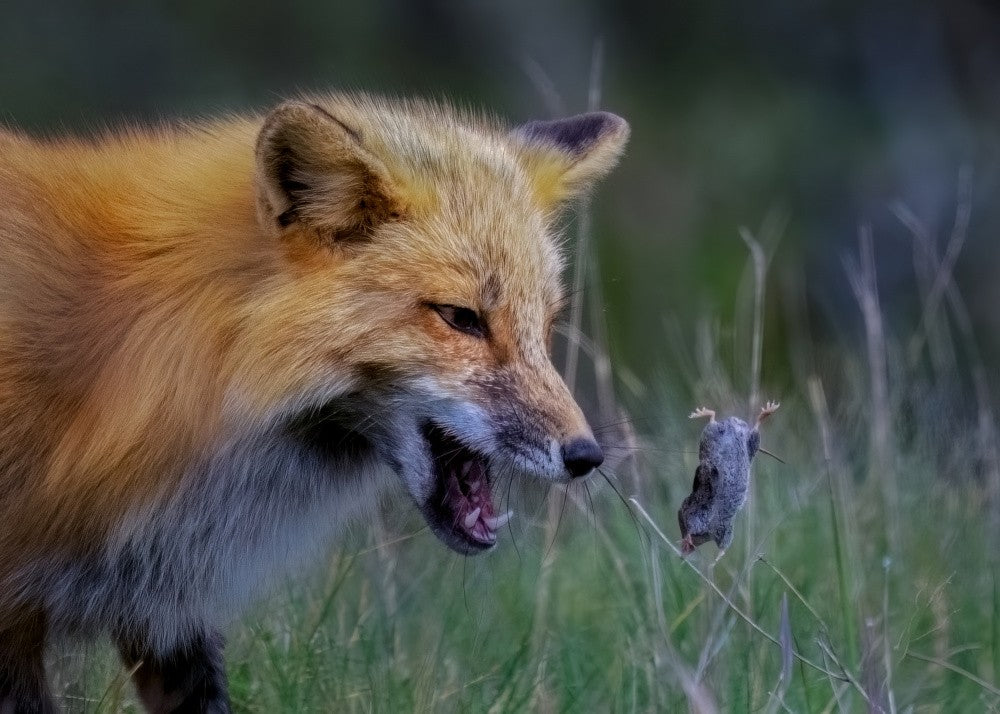 Fox Playing With Mouse - III