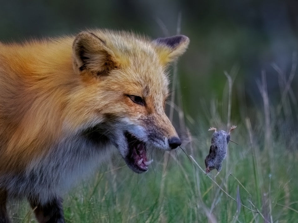 Fox Playing With Mouse - III