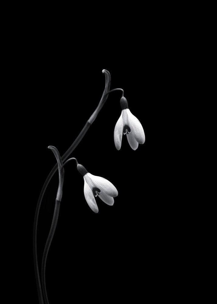 Snowdrops